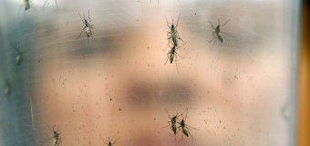 Zika epidemic likely to ‘burn itself out’ in ‘three years’