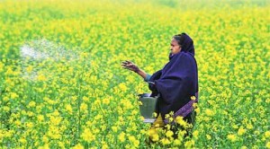 Punjab Pesticides Scam