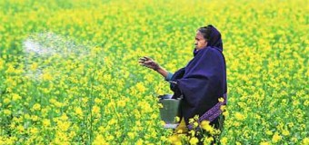 Punjab pesticide Scam: Different purity on same batch of pesticides